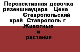 Перспективная девочка ризеншнауцера › Цена ­ 15 000 - Ставропольский край, Ставрополь г. Животные и растения » Собаки   . Ставропольский край,Ставрополь г.